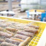 新年快楽　干しイモ　230122